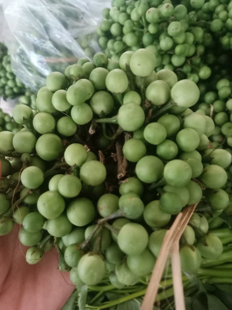 苦子果_也叫刺茄_野山茄_鲜货