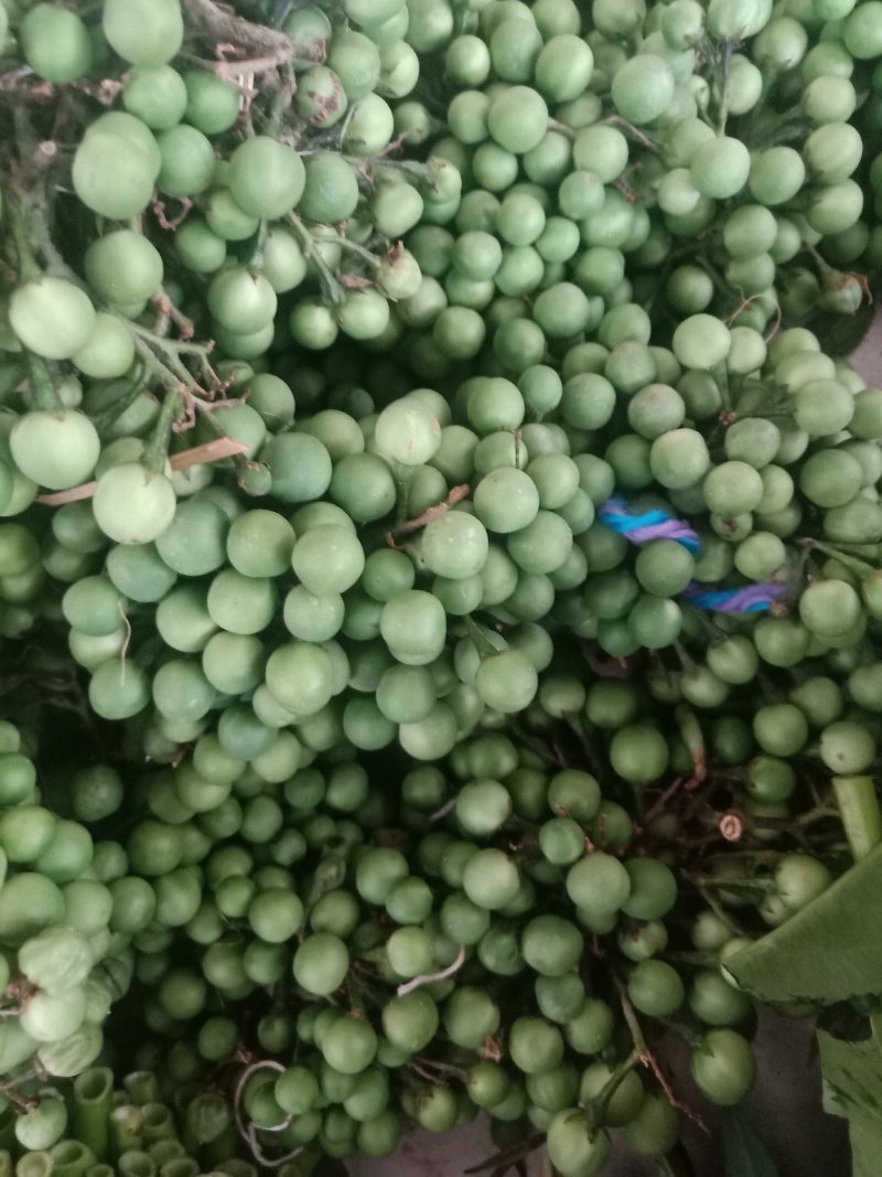 苦子果_也叫刺茄_野山茄_鲜货