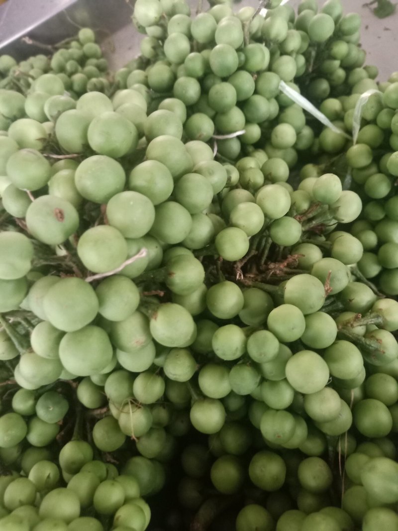 苦子果_也叫刺茄_野山茄_鲜货