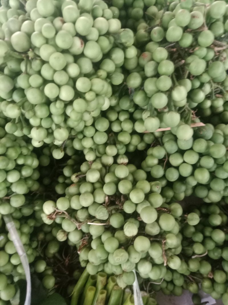 苦子果_也叫刺茄_野山茄_鲜货