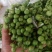 苦子果_也叫刺茄_野山茄_鲜货