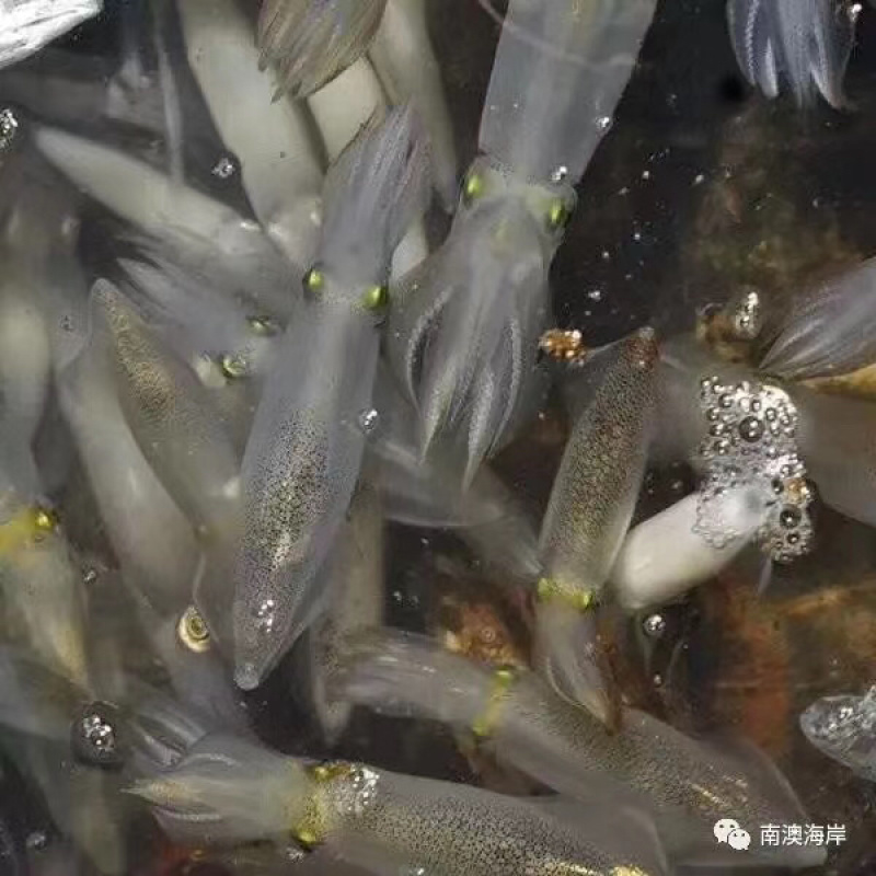 南澳网红海鲜照灯尼仔
