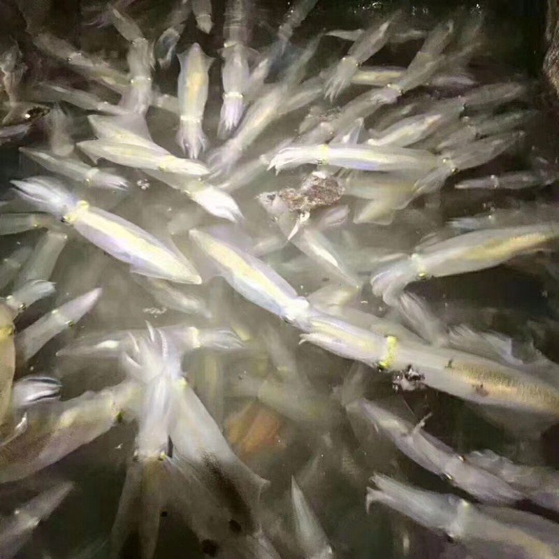 南澳网红海鲜照灯尼仔