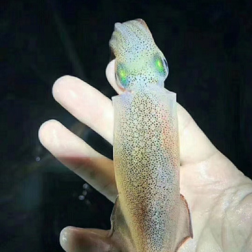 南澳网红海鲜照灯尼仔