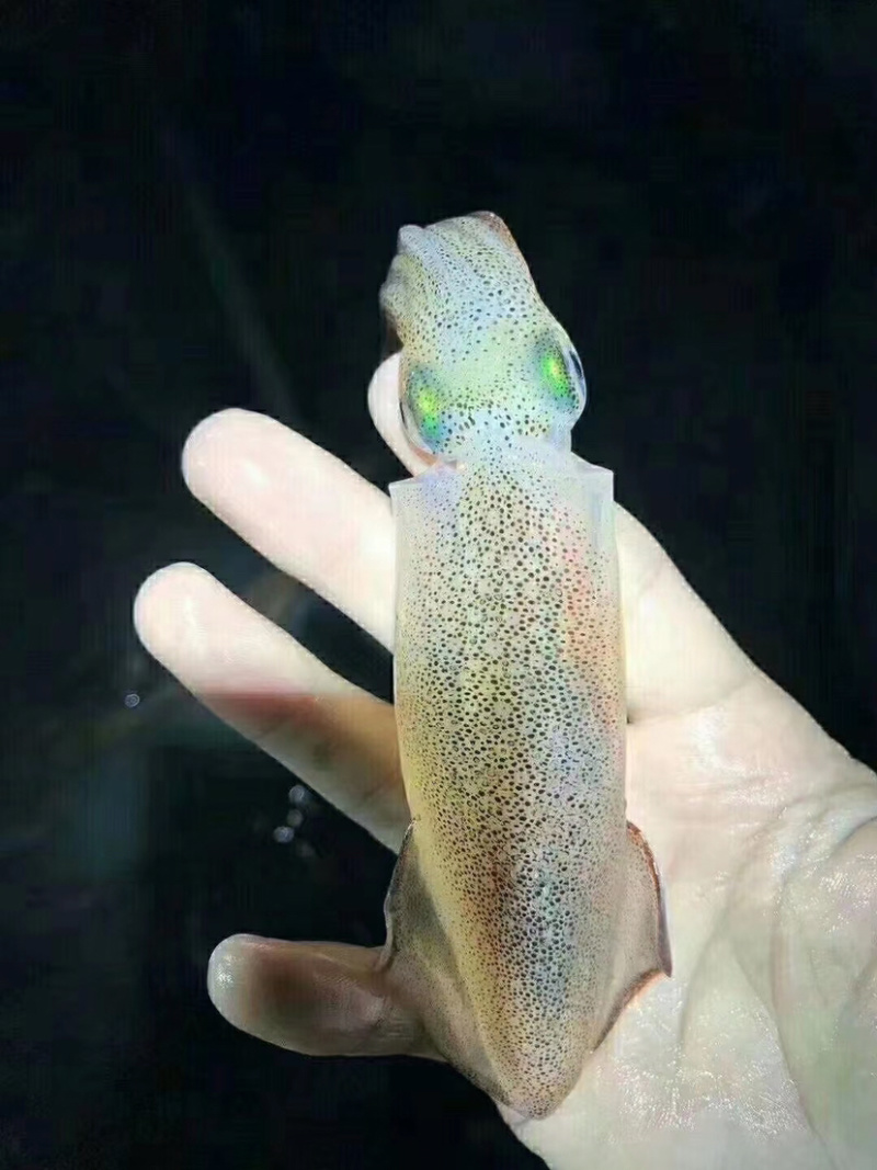 南澳网红海鲜照灯尼仔