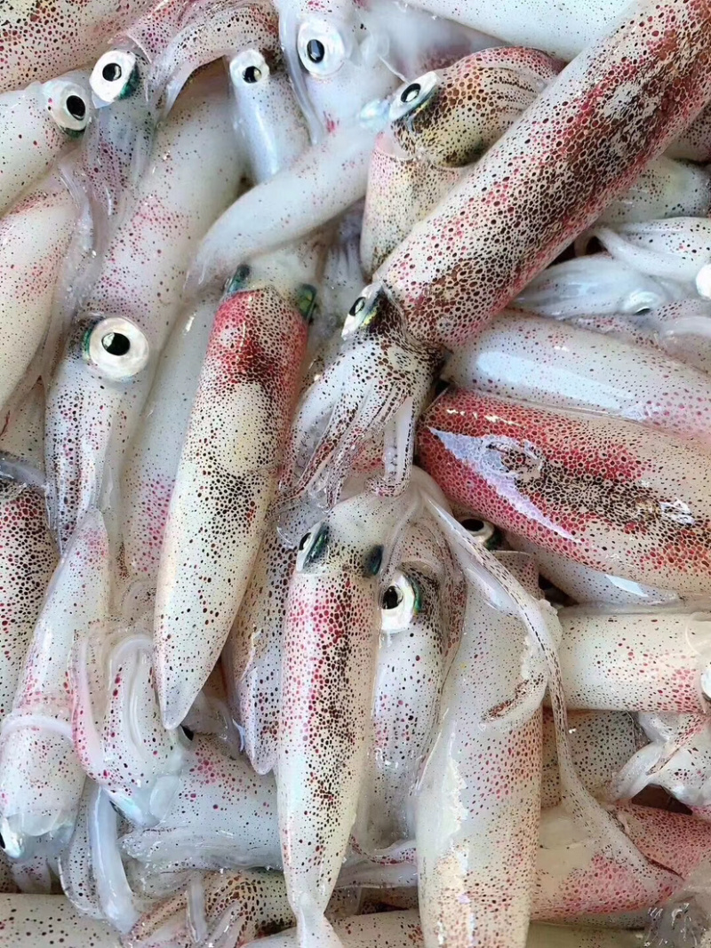 南澳网红海鲜照灯尼仔