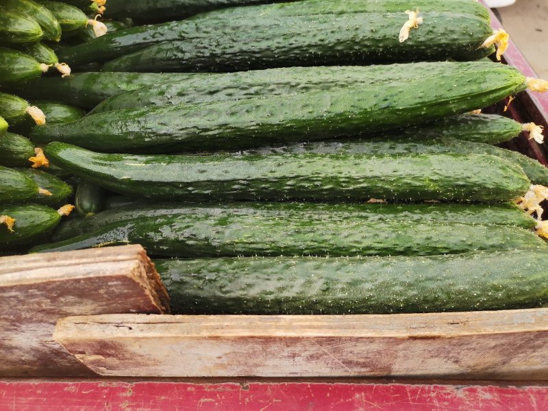 黄瓜精品青皮黄瓜30-40公分