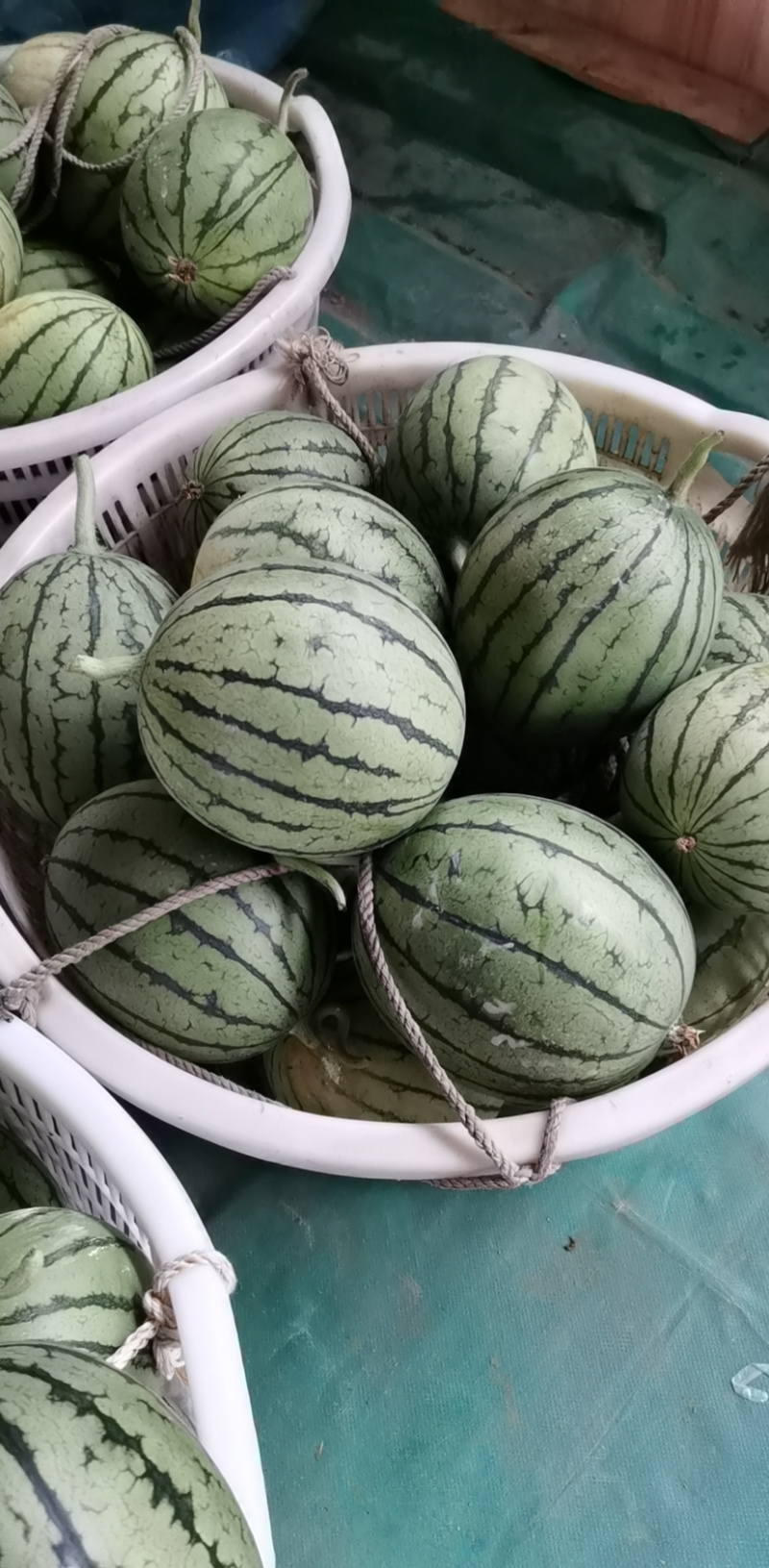 早春红玉精品早春红玉量大质优