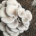 平菇菌包出菇菌包出菇菌棒