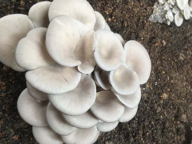 平菇菌包出菇菌包出菇菌棒