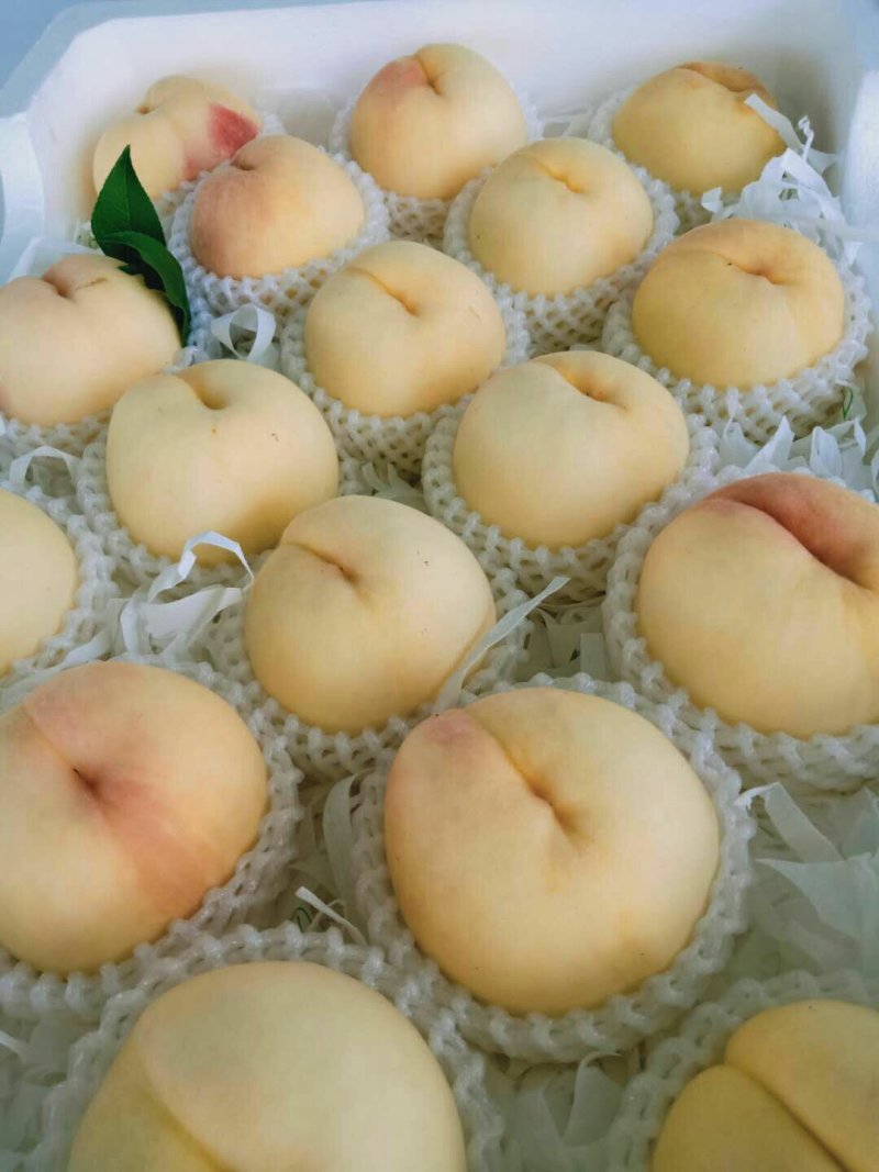 新沂水蜜桃热销中欢迎批发