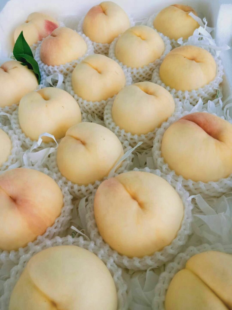 新沂水蜜桃热销中欢迎批发