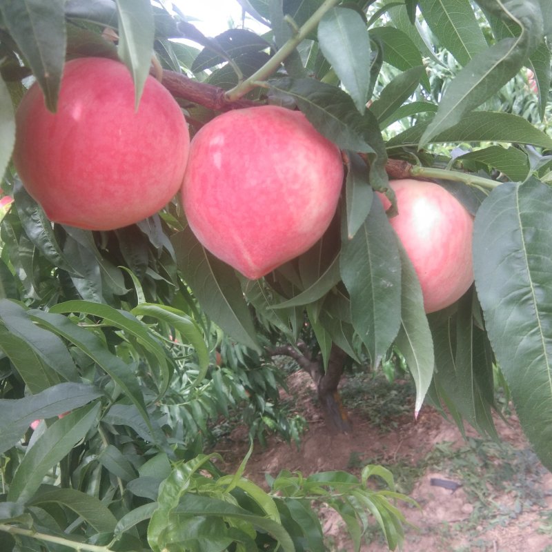 郑二，郑三