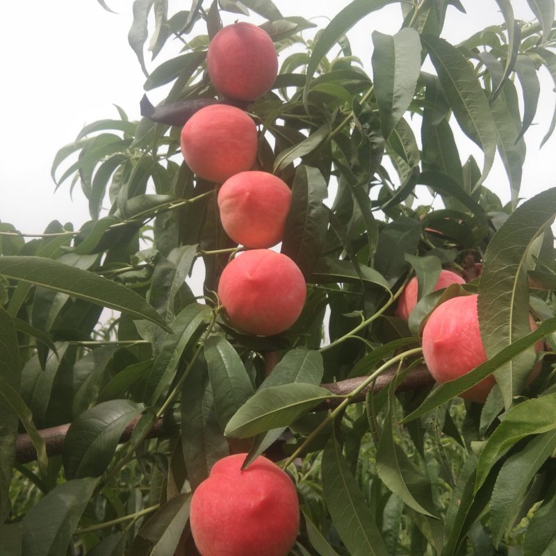 郑二，郑三