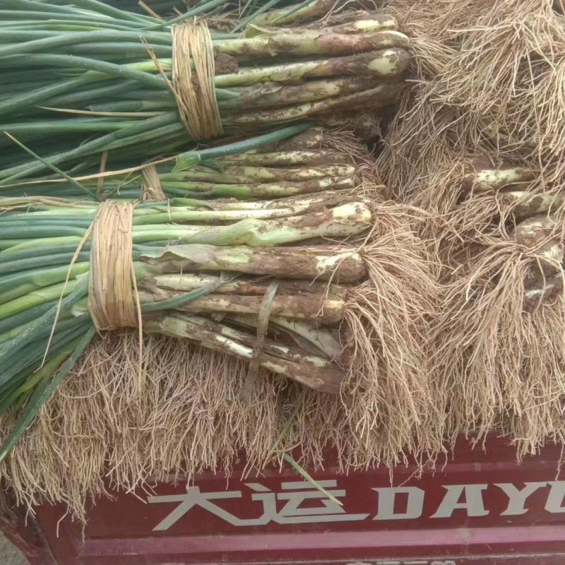 甘肃靖远红葱大葱，青葱上市，物优价廉，欢迎采购