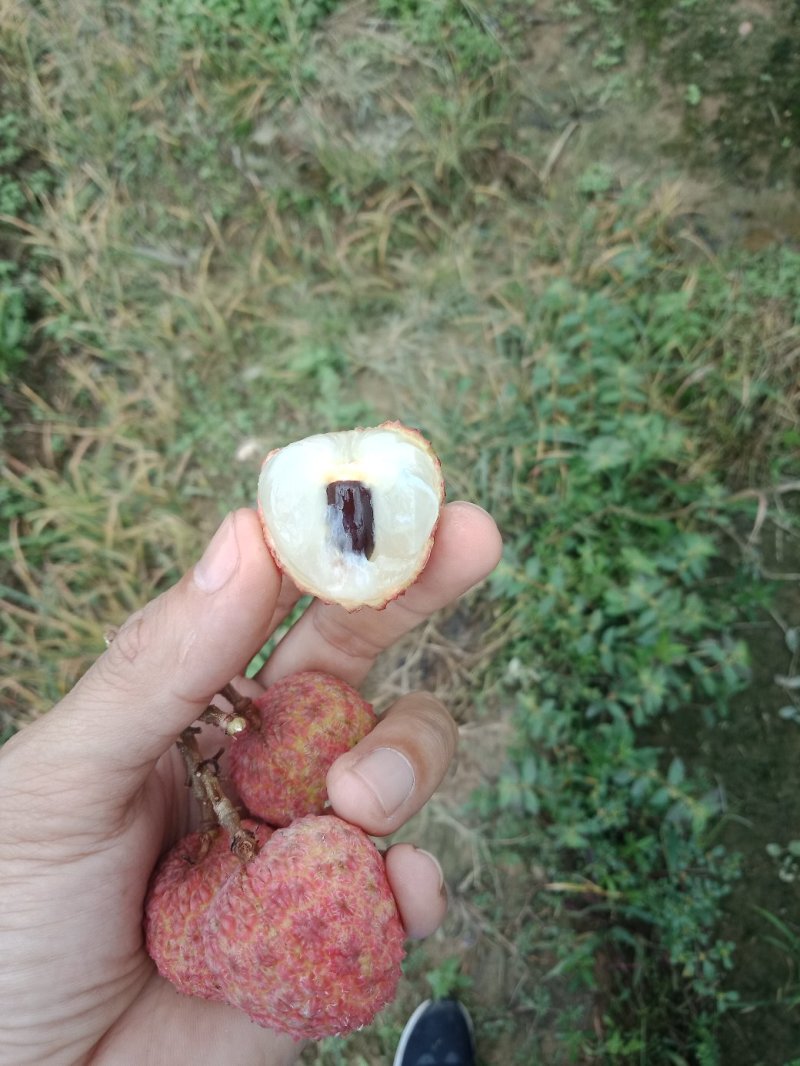 桂味荔枝
