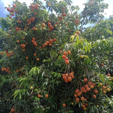 桂味荔枝