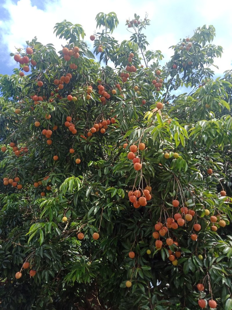 桂味荔枝