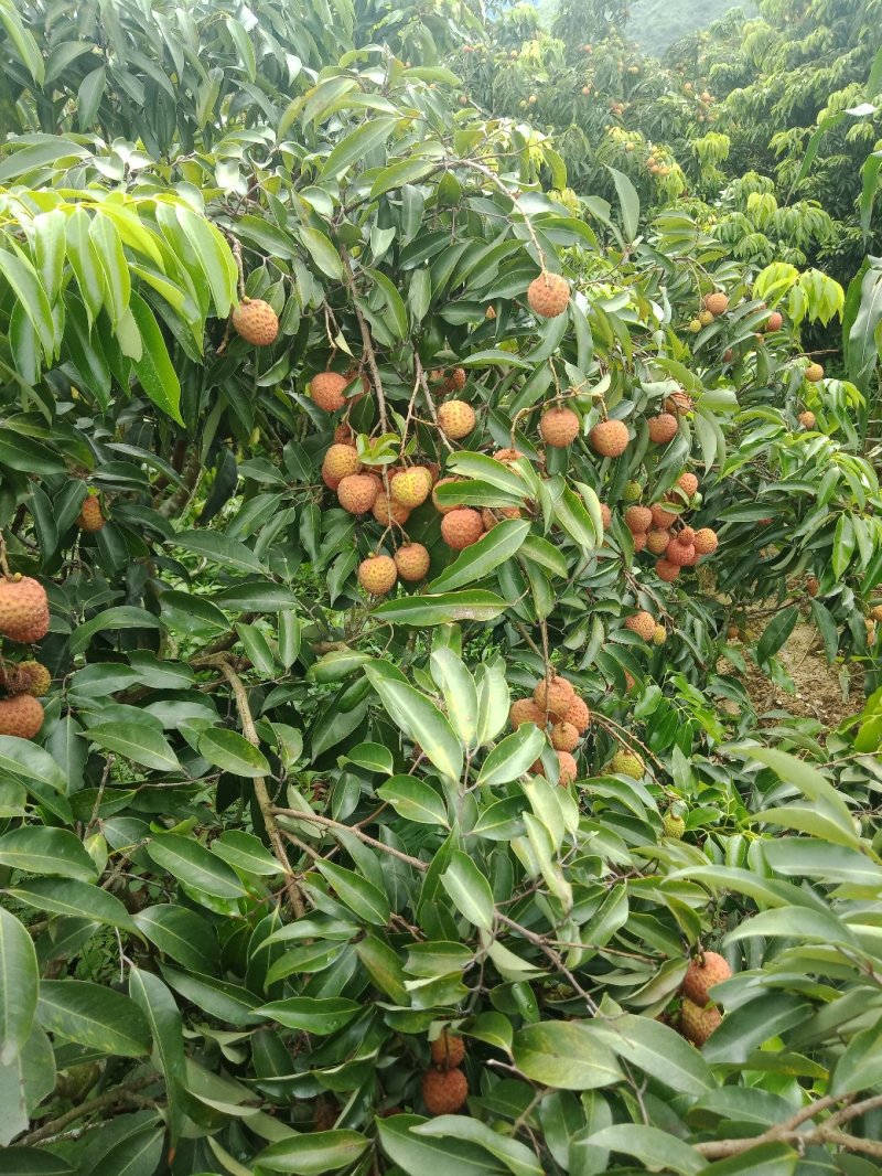 桂味荔枝