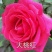 大花月季种苗丰花月季花苗鲜切花四季开花