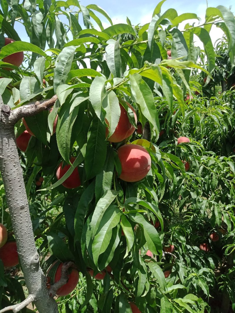 桃