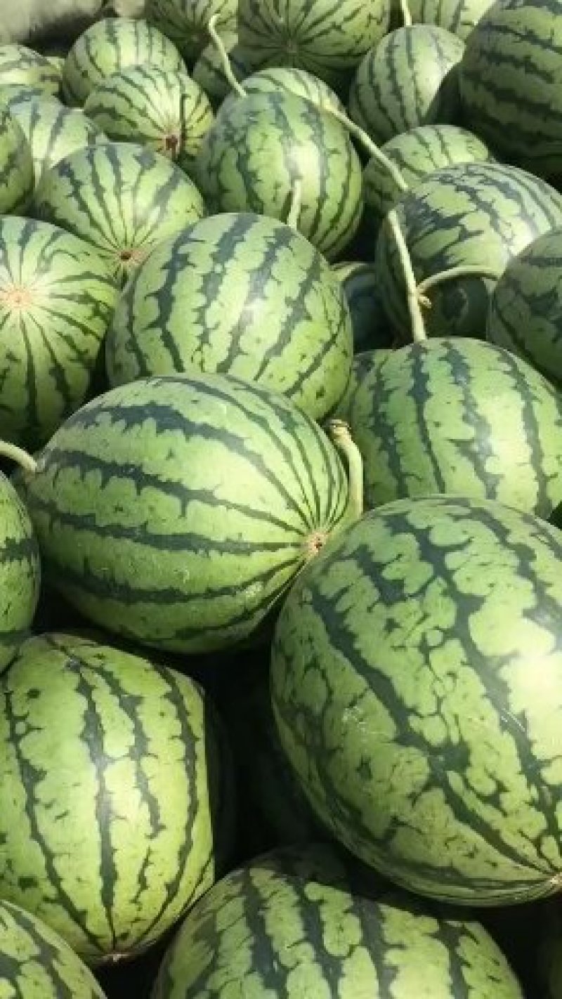 山东潍坊精品2K小糖丸吊瓜2一5斤保熟，无中间商差价