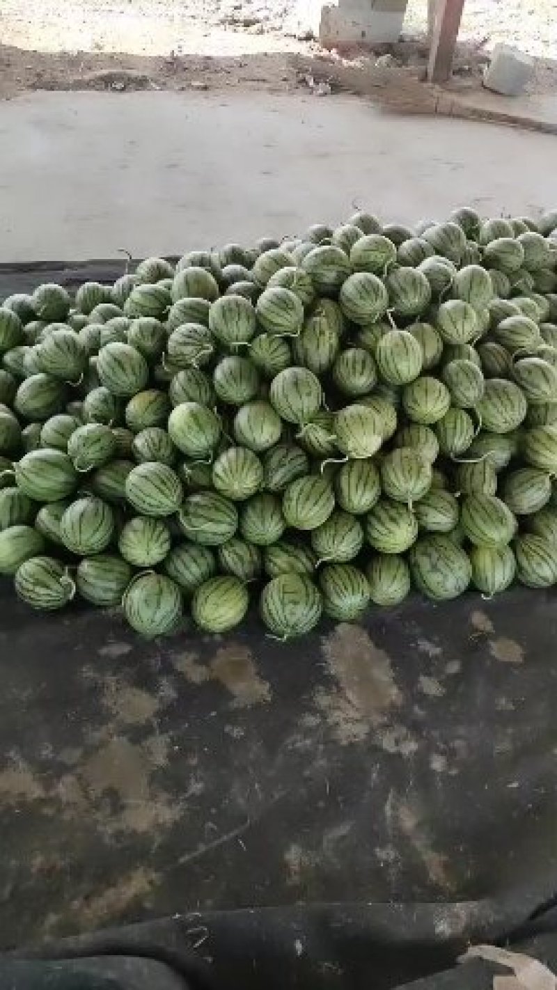 山东潍坊精品2K小糖丸吊瓜2一5斤保熟，无中间商差价
