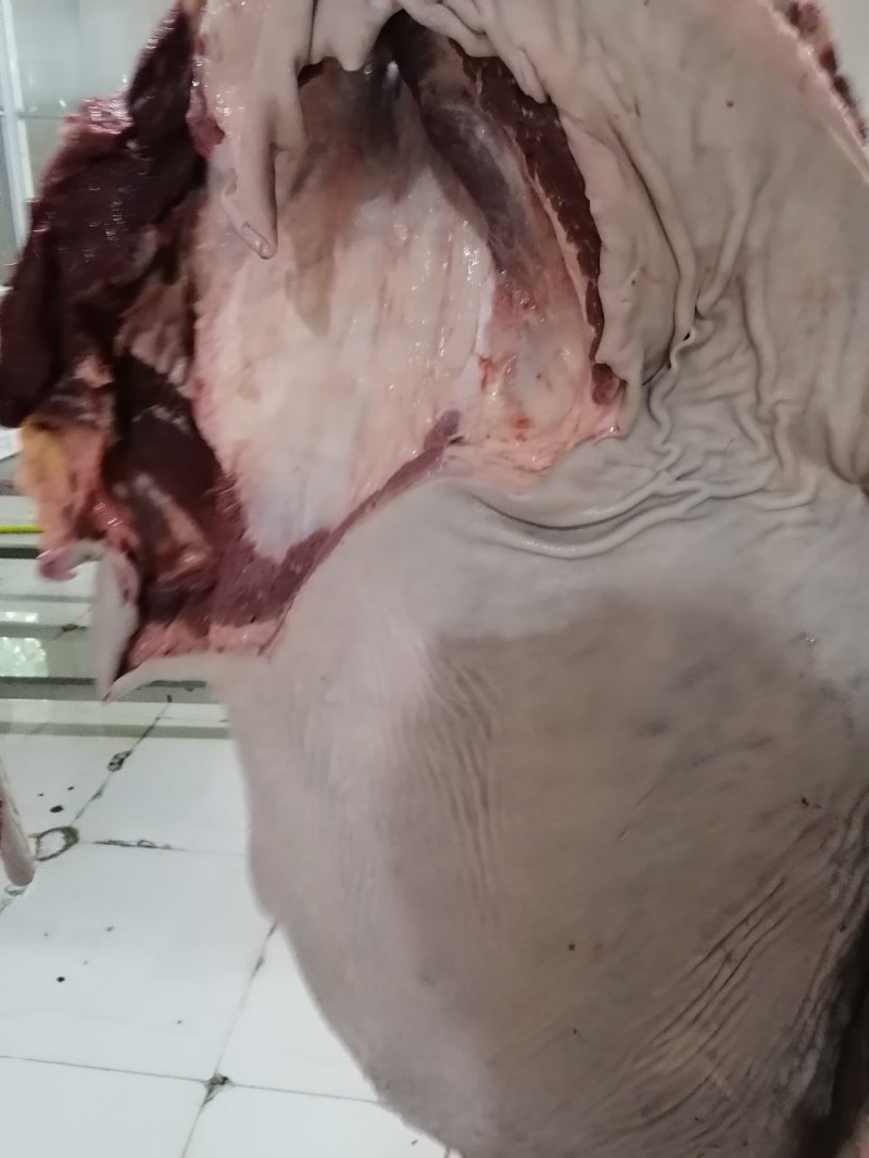 现杀带皮鲜马肉纯干排酸真空包装