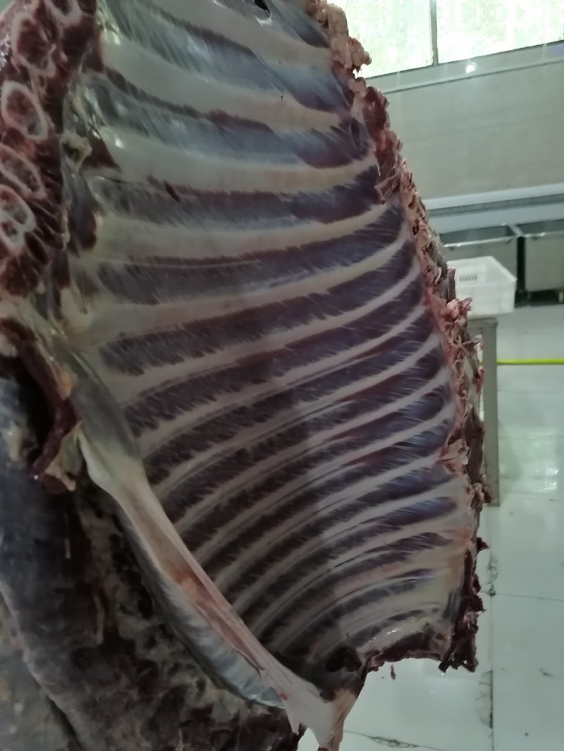 现杀带皮鲜马肉纯干排酸真空包装