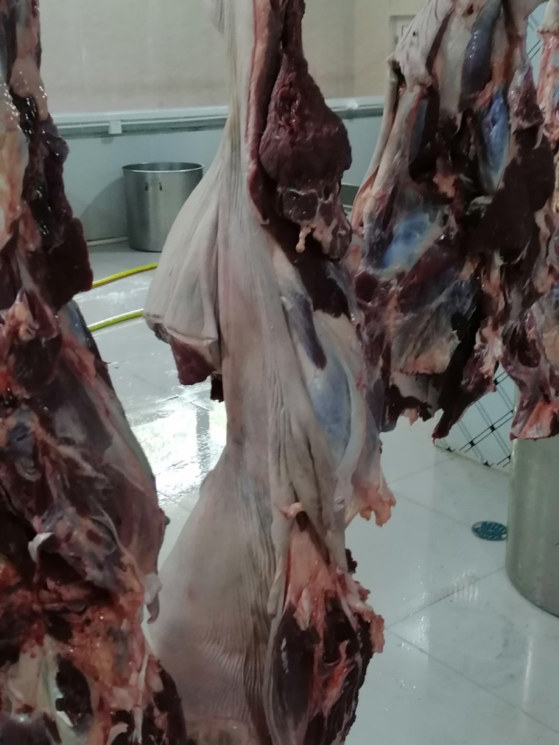 现杀带皮鲜马肉纯干排酸真空包装