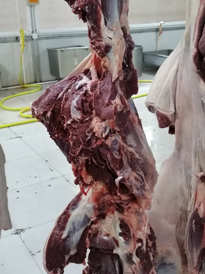 现杀带皮鲜马肉纯干排酸真空包装