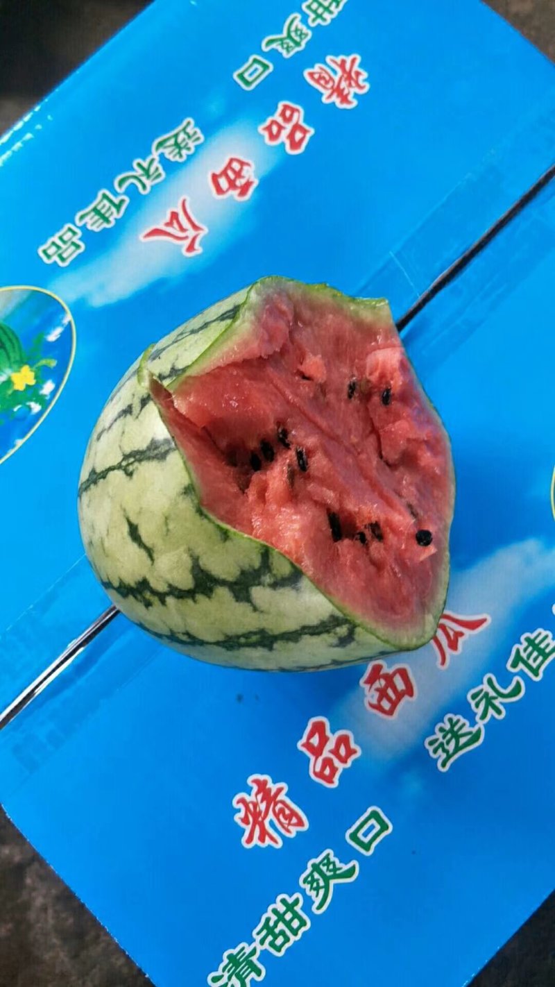 山东潍坊精品2K小糖丸吊瓜2一5斤保熟，无中间商差价