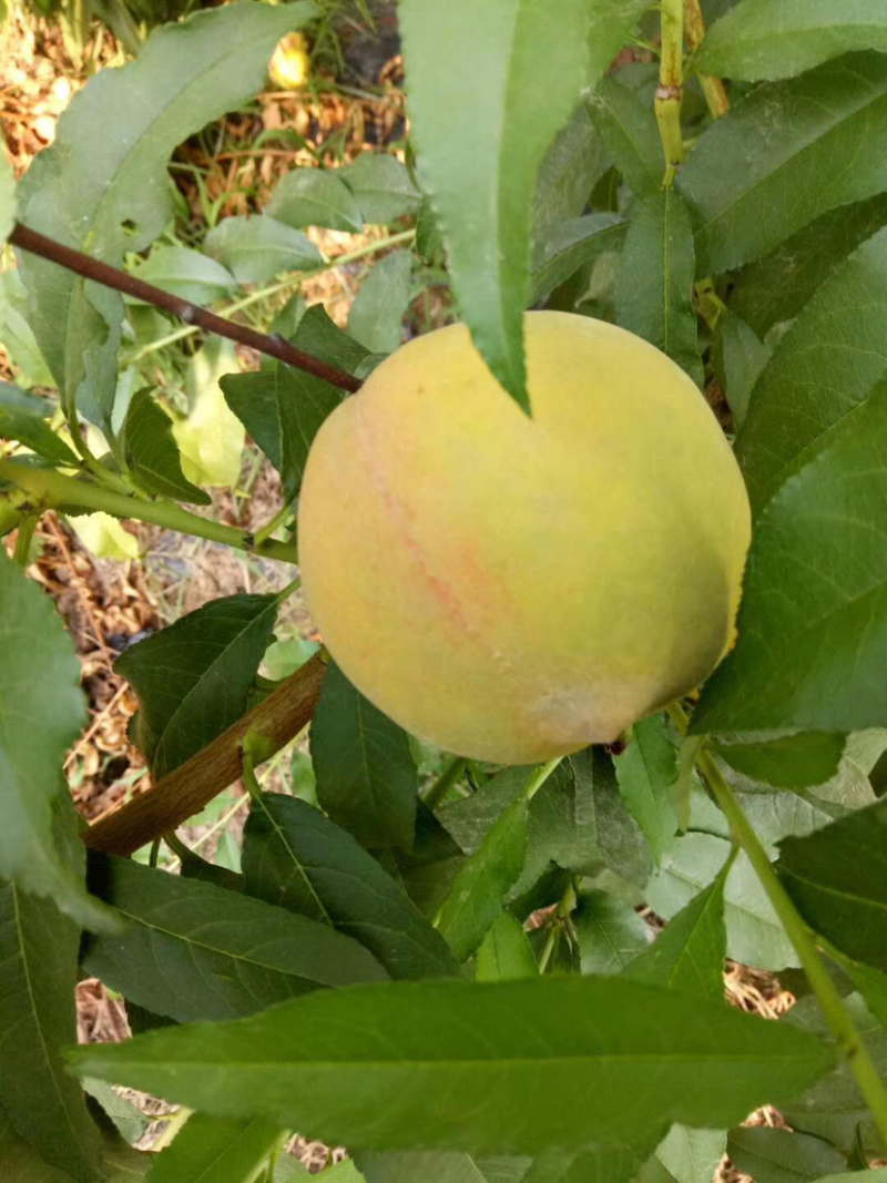 黄桃白桃毛桃