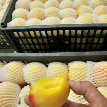 黄桃白桃毛桃