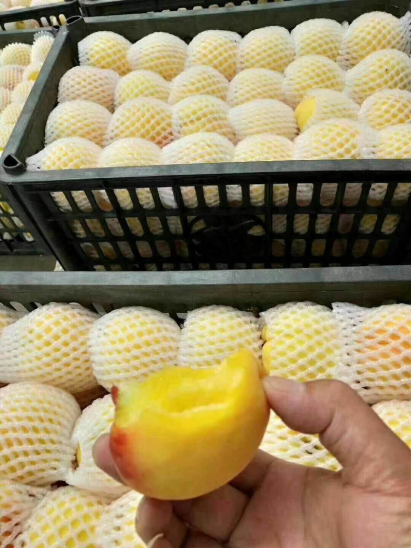 黄桃白桃毛桃