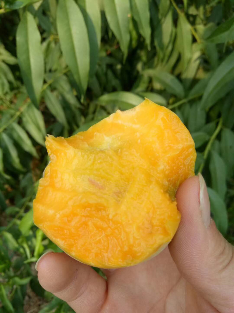 黄桃白桃毛桃