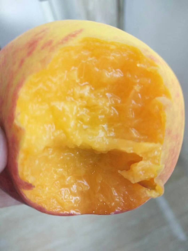 黄桃白桃毛桃
