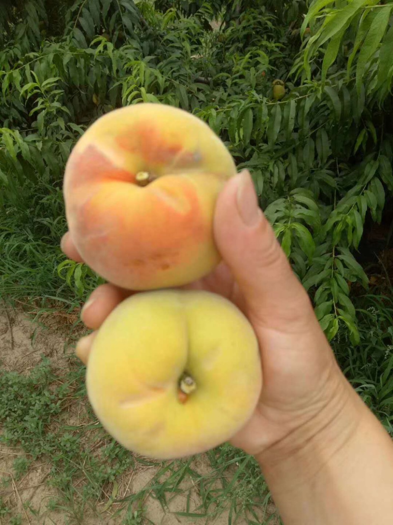 黄桃白桃毛桃