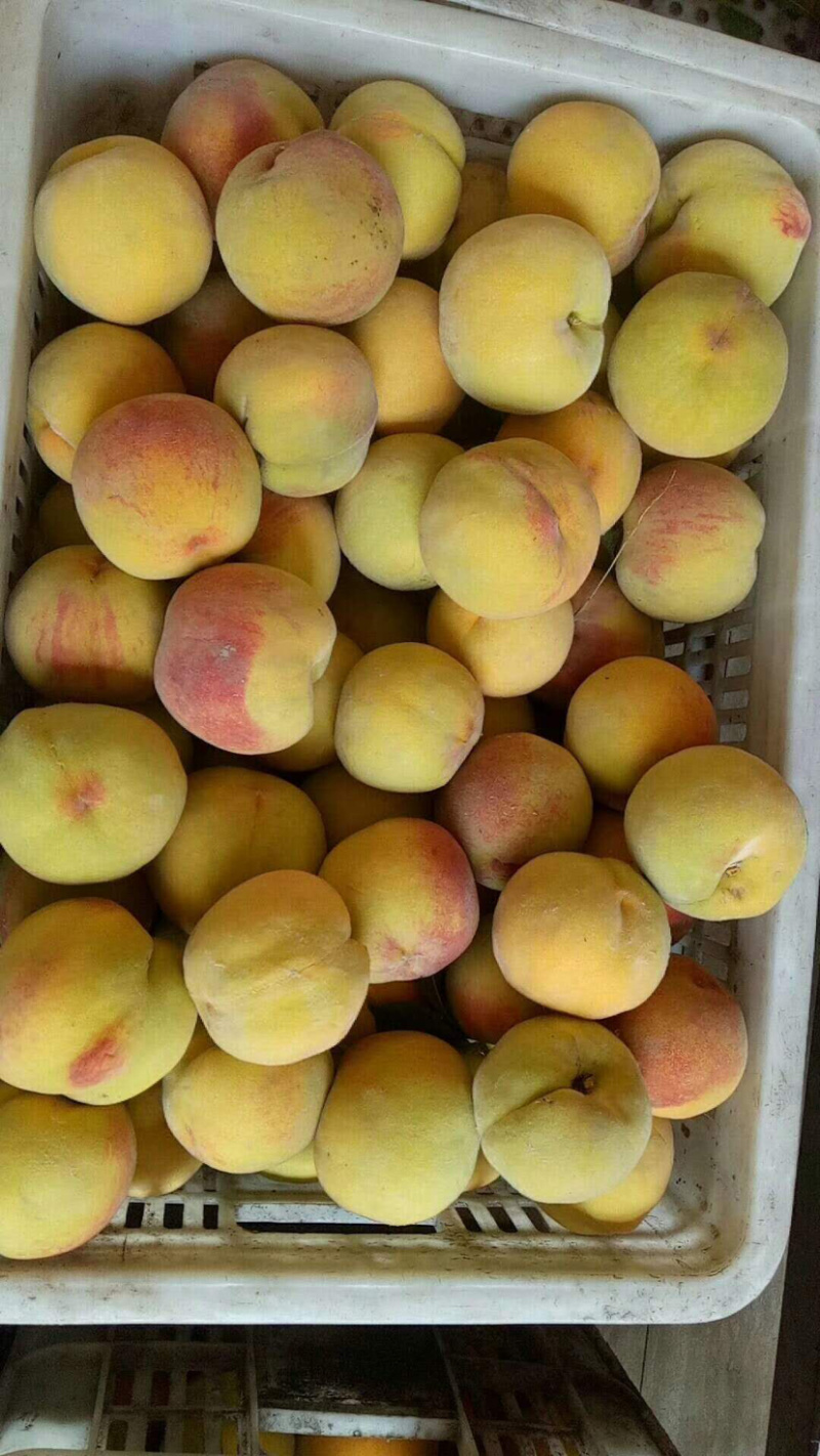 黄桃白桃毛桃