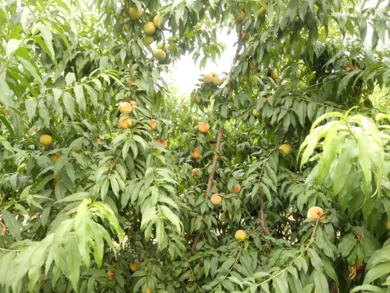 黄桃白桃毛桃