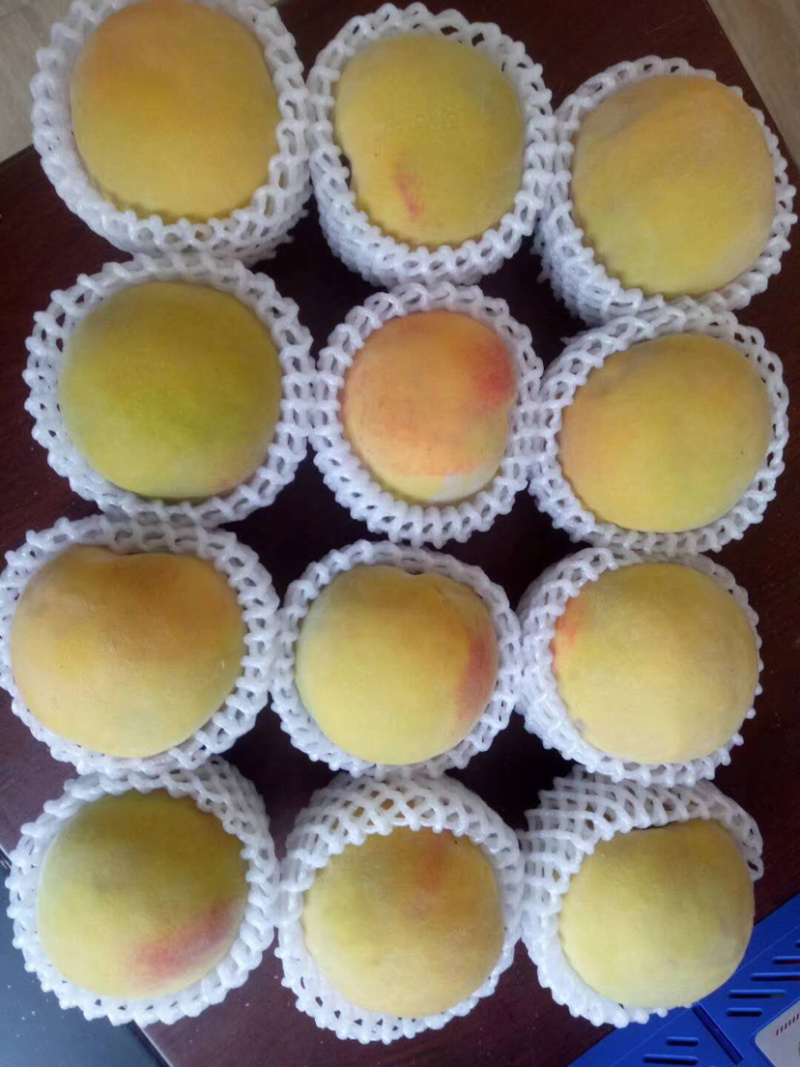 黄桃白桃毛桃