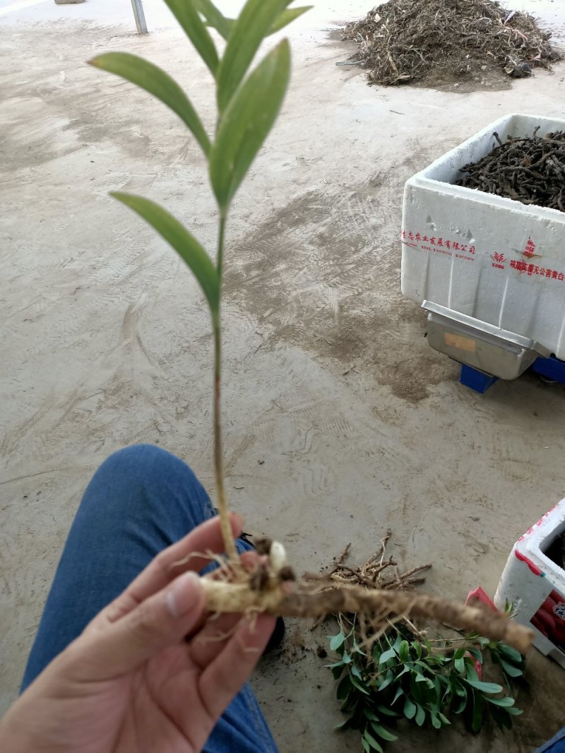 玉竹苗玉竹种苗南玉竹玉竹种植玉竹种苗