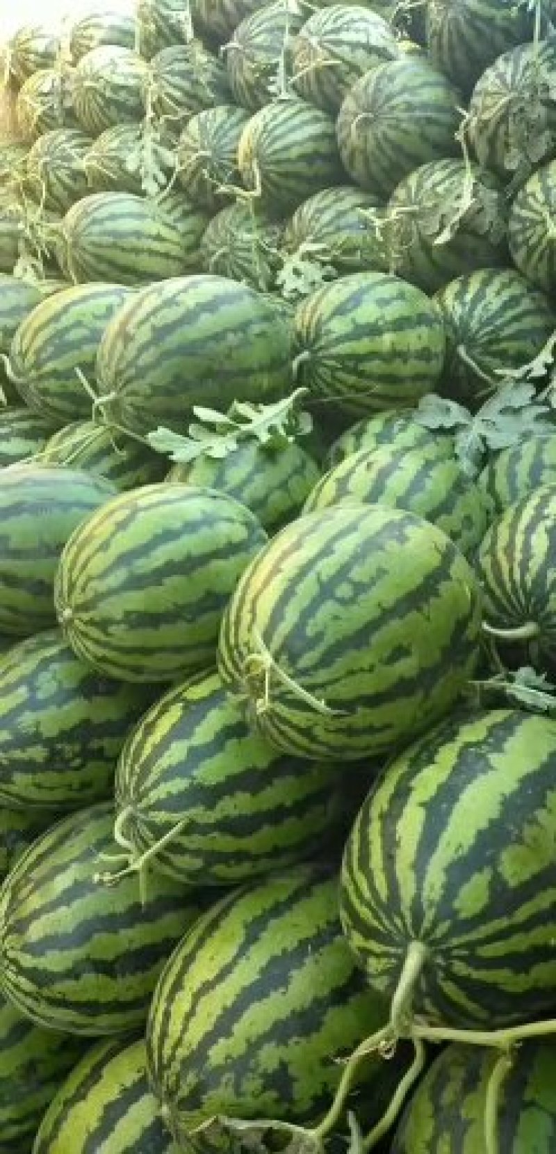 精品金城五西瓜，瓜大，皮毛好，沙甜，糖度高，可视频看货