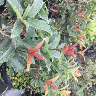 佛顶珠桂花价格，佛顶珠桂杯苗，佛顶珠桂地苗
