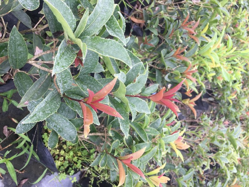 佛顶珠桂花价格，佛顶珠桂杯苗，佛顶珠桂地苗