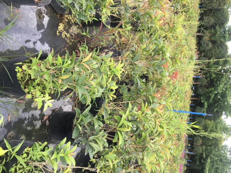 佛顶珠桂花价格，佛顶珠桂杯苗，佛顶珠桂地苗