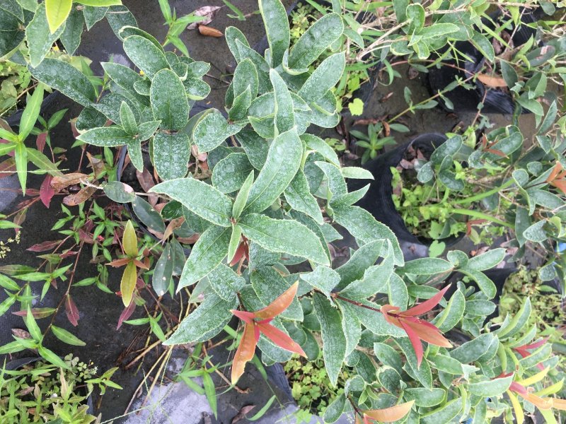 佛顶珠桂花价格，佛顶珠桂杯苗，佛顶珠桂地苗