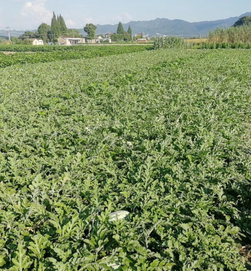 西瓜包熟包甜瓤红黑籽.头茬活叶.量大从优！