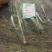 独脚金正品一公斤起批无硫磺熏蒸