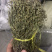 独脚金正品一公斤起批无硫磺熏蒸